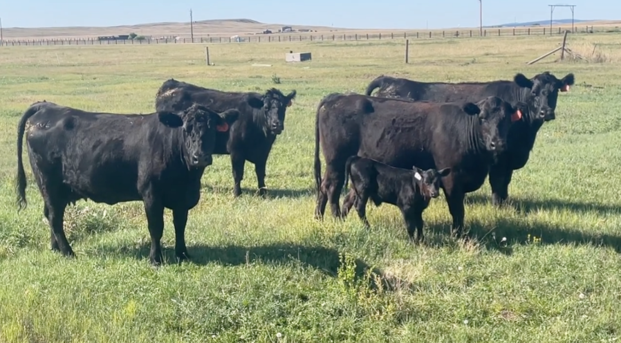 5 Head of Black Heifer pairs